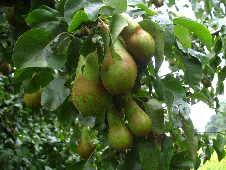 Grüne Birnen an einem Ast.