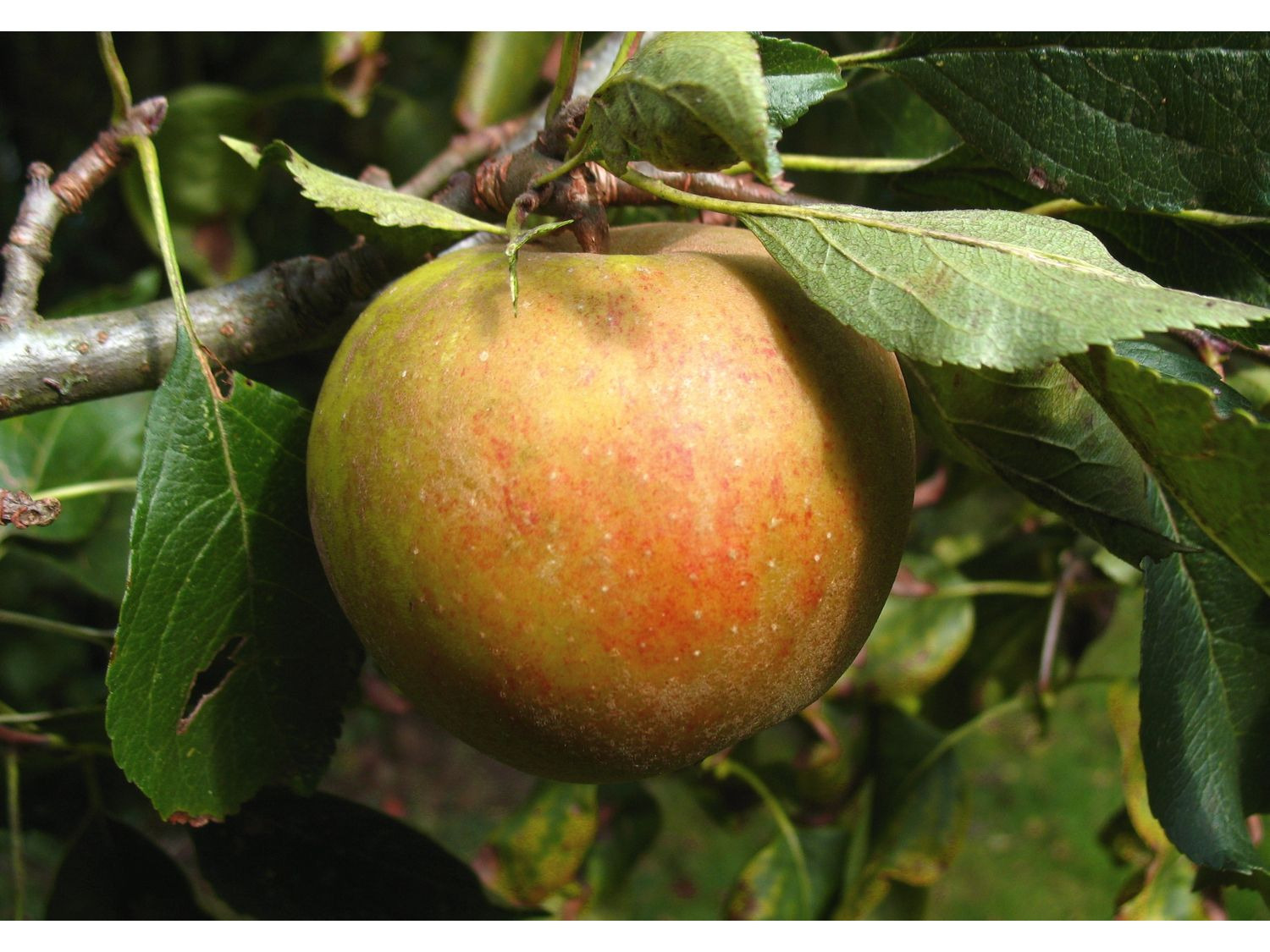 Herbstapfel 'Holsteiner Cox' online kaufen | LIDL