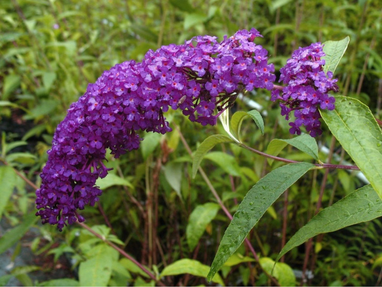 Lilafarbene Blüten einer Sommerflieder.