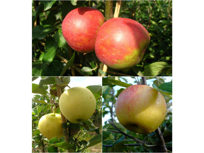 Gehe zu Vollbildansicht: Apfelbaum-Set »Alte Sorten«, 3 Obstbäume, frühe bis späte Ernten, regelmäßig hohe Erträge - Bild 1