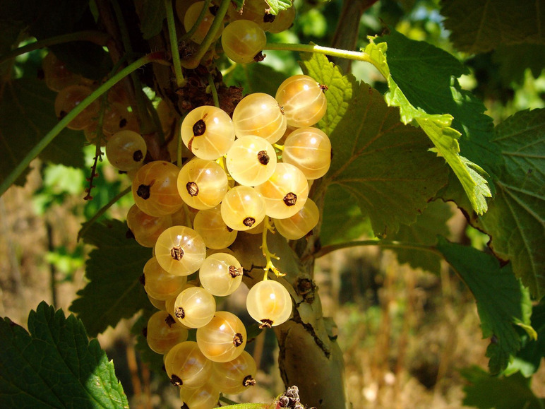 Ein Strauß weißer Johannisbeeren an einem Zweig.