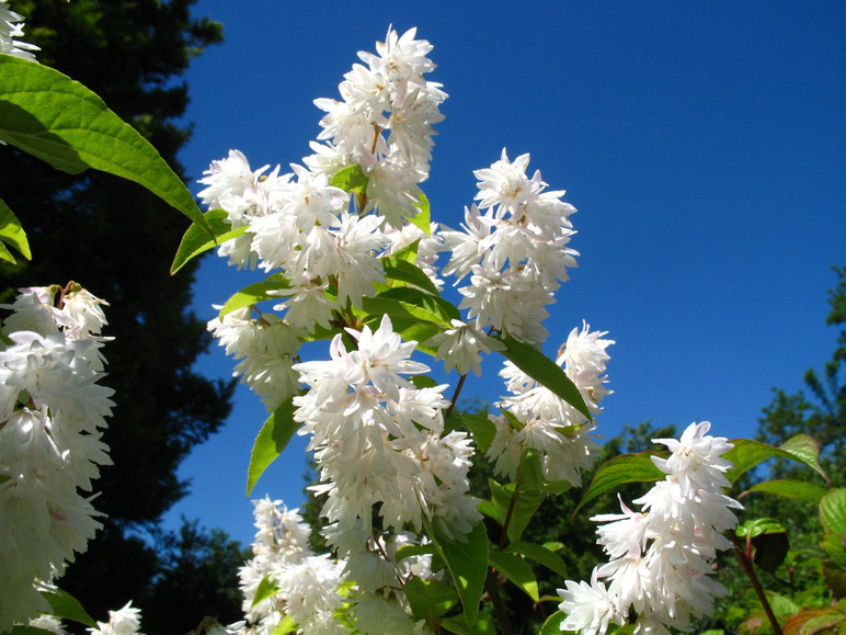 Weiße Blüten eines Strauchs vor blauem Himmel.
