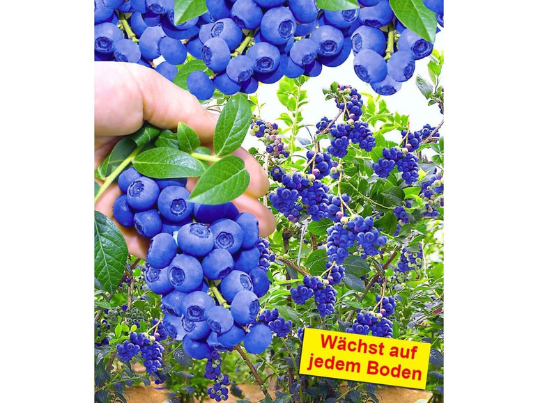 Gehe zu Vollbildansicht: Trauben-Heidelbeere »Reka® Blue«, bis zu 8 kg Beeren pro Strauch, lange Erntezeit - Bild 2