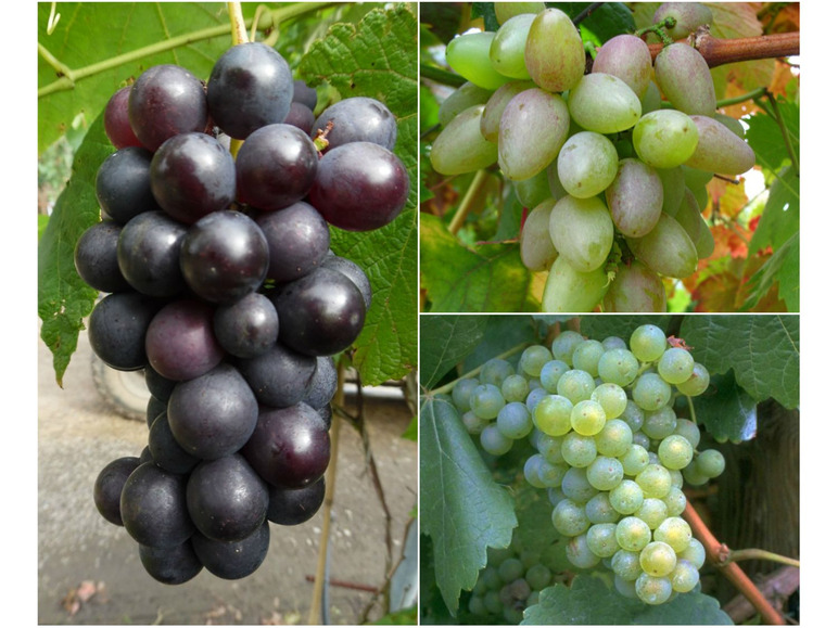 Gehe zu Vollbildansicht: Weinreben »Suffolk Red«, »Phoenix« und »Regent«, 3 Pflanzen in rot, weiß und blau, robust - Bild 1