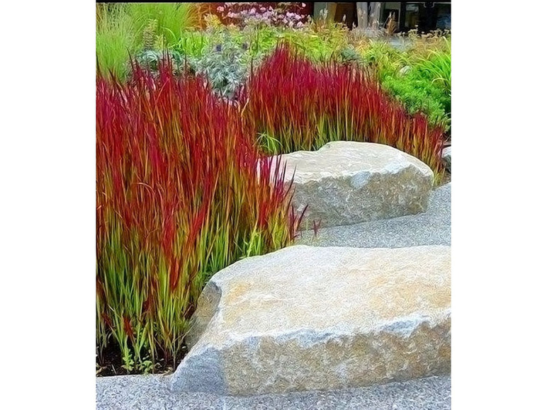 Gehe zu Vollbildansicht: Ziergras 'Red Baron' Japanisches Blutgras Flammengras, 3 Pflanzen Imperata cylindrica - Bild 1