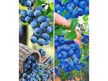 Heidelbeeren »Reka® Blue« und »Hortblue®«, 2 Pflanzen, Beerenobst, mehrjährig, winterhart