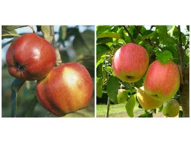 Apfelbaum-Klassiker im 2er Set: 'Rote Sternrenette' + 'Finkenwerder Herbstprinz'