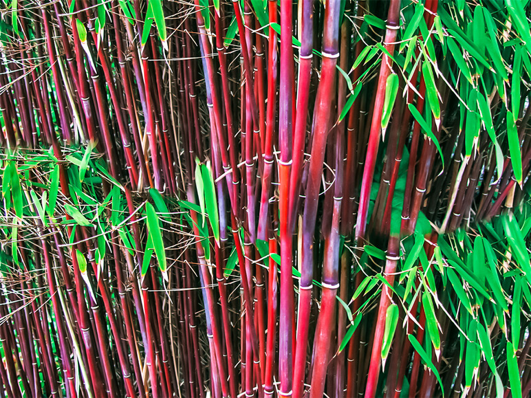 Gehe zu Vollbildansicht: Roter Bambus 'Chinese Wonder', 1 Pflanze - Bild 1