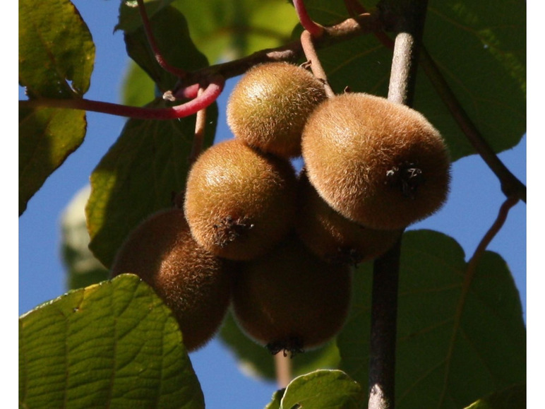 Kiwi reich Vitamin-C und »Hayward« Kletterpflanzen, an süß-säuerlich, saftig, 2 »Atlas«,