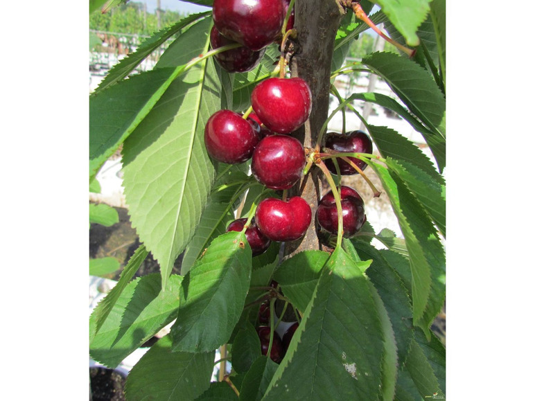 Reife Kirschen an einem Zweig mit grünen Blättern.
