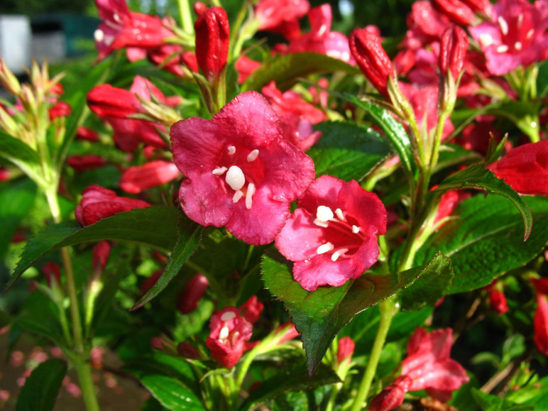 Rosa Blüten blühen an einem grünen Busch.