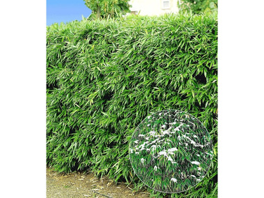 Winterharte Bambus-Hecke, 10 Pflanzen, Fargesia murielae Simba