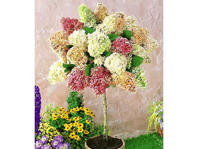 Gehe zu Vollbildansicht: Hortensien-Stämmchen »Grandiflora«, 1 Pflanze - Bild 1