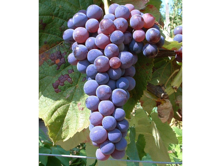 Gehe zu Vollbildansicht: Tafel-Trauben »Venus®«, Weinreben, kernlos, sehr ertragreich, 300 - 750 cm Wuchshöhe - Bild 1