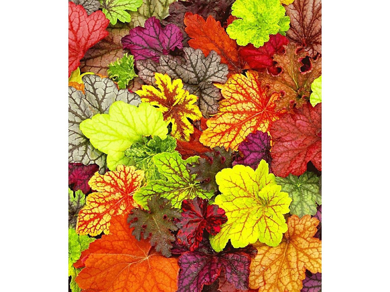 Gehe zu Vollbildansicht: Winterharter Bodendecker Heuchera-Mix 'Farbpalette' Purpurglöckchen, 4 Pflanzen - Bild 1