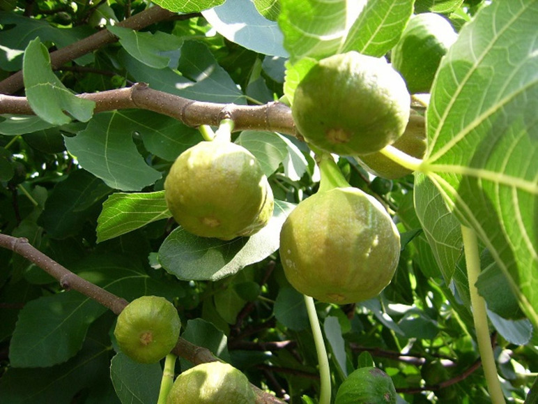 Gehe zu Vollbildansicht: Feigenbaum »Pfälzer Fruchtfeige«, selbstfruchtend, mehrjährig, 40 bis 60 cm Lieferhöhe - Bild 1
