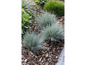 Blaue Ziergräser in einem Garten mit Mulch.