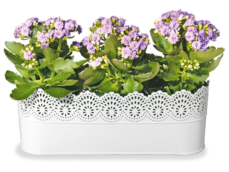 Gehe zu Vollbildansicht: FLORABEST Blumentöpfe, mit wasserdichtem Metallgefäß - Bild 5