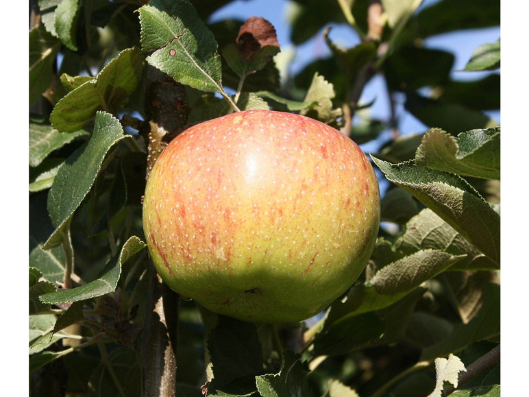 Ein grüner Apfel mit roten Streifen hängt an einem Ast.