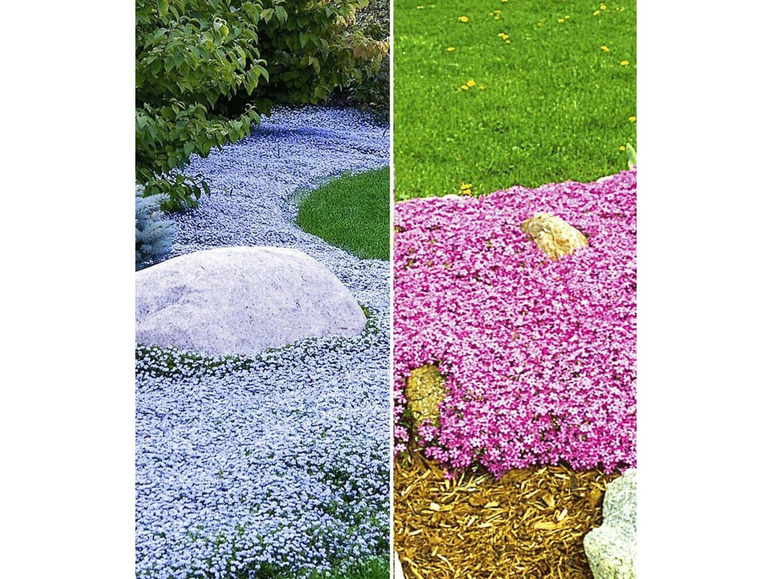 Gehe zu Vollbildansicht: Bodendecker-Kollektion pink und blau,6 Pflanzen - Bild 1