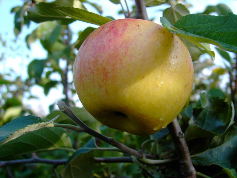 Sorten«, frühe Apfelbaum-Set hohe Ernten, 3 späte »Alte regelmäßig bis Erträge Obstbäume,