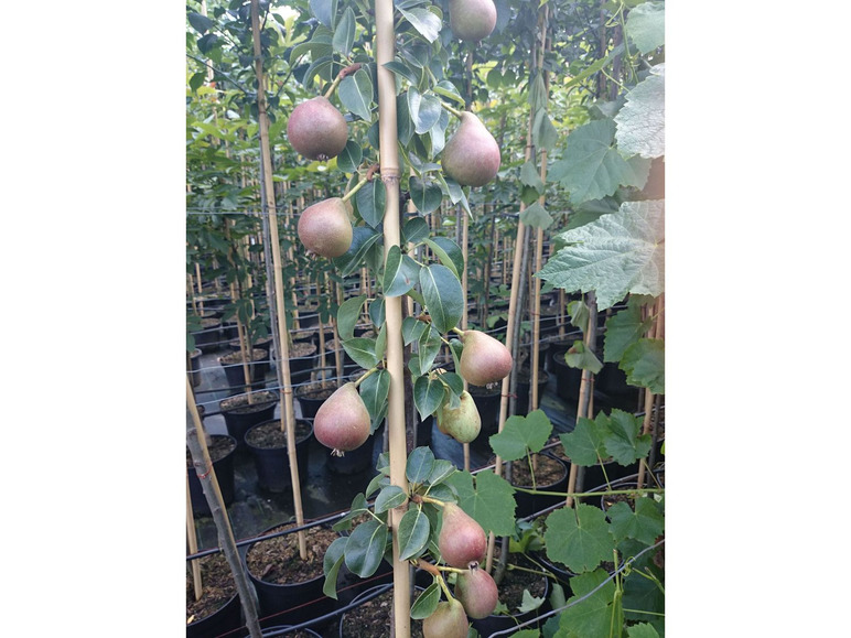 Birnbäume mit reifen Birnen in Töpfen.