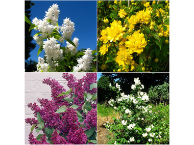 Blütensträucher-Sortiment I, bestehend aus: Kerria, Falscher Jasmin, Flieder, Maiblumenstrauch, je 1 Pflanze