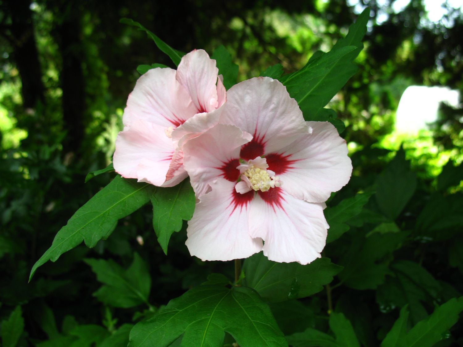 Thumbnail - Hibiskus Red Heart® zum Stämmchen gezogen, rot-weiß blühend