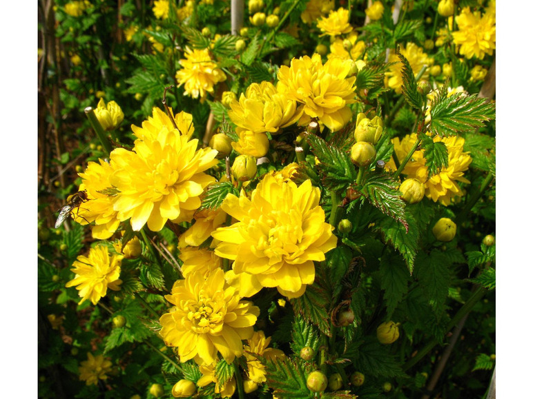 Gelbe Blüten eines Currybaums in voller Blüte