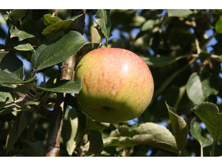 Gehe zu Vollbildansicht: Apfel »Gravensteiner« und »Jonagold«, 2 Pflanzen, Buschbaum, 300 - 400 cm Wuchshöhe - Bild 3