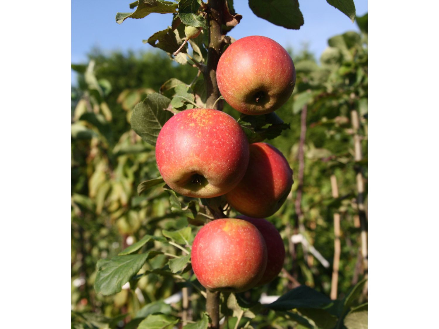 Apfelbaum »Alkmene« und »James Grieve«, 2 Sorten, süß-…