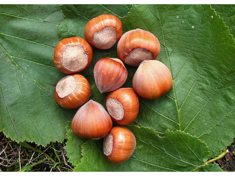 Haselnüsse auf einem grünen Blatt.
