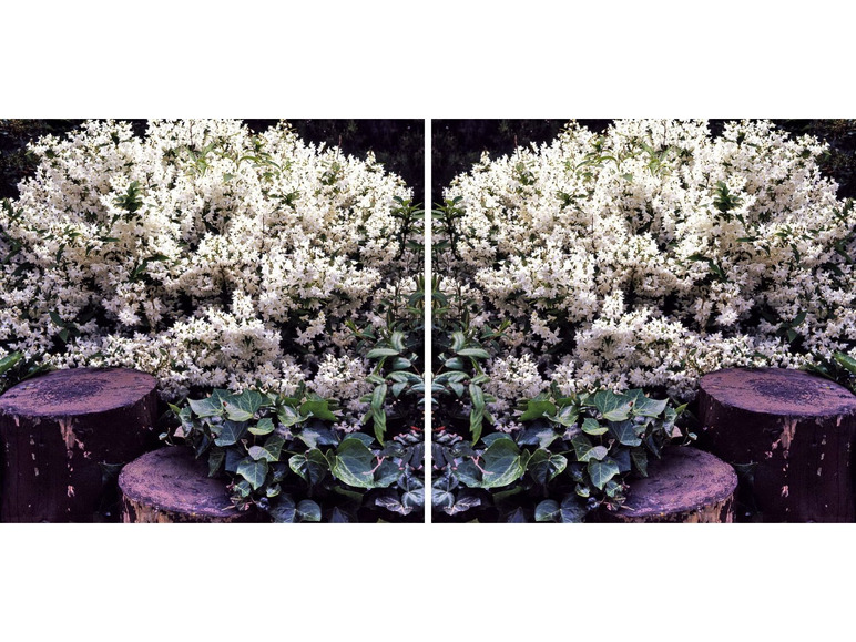 Gehe zu Vollbildansicht: Maiblumenstrauch (Deutzia) in XL, 2 Pflanzen - Bild 2