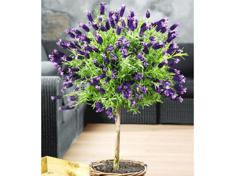 Gehe zu Vollbildansicht: Lavendelstämmchen mit Krone Lavandula für Balkon & Terrasse - Bild 1