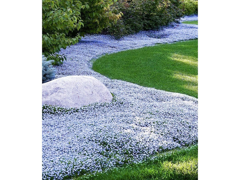 Gehe zu Vollbildansicht: Bodendecker-Kollektion pink und blau,6 Pflanzen - Bild 2