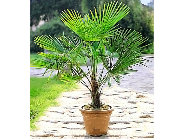 Gehe zu Vollbildansicht: Winterharte Kübel-Palme,1 Pflanze, Trachycarpus fortunei - Bild 2