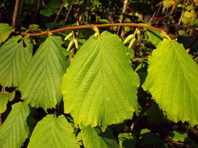 Haselnussblätter mit jungen Nüssen.