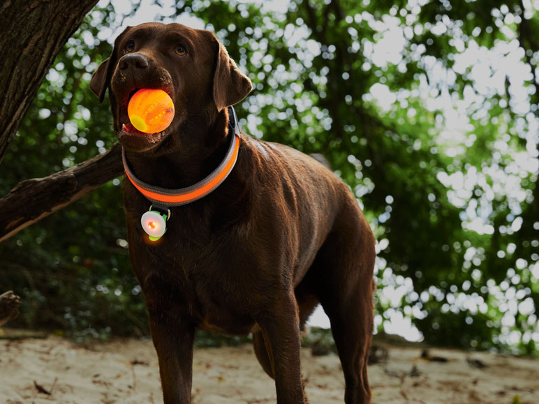 Gehe zu Vollbildansicht: ZOOFARI® Hundespielzeug, mit LED - Bild 11
