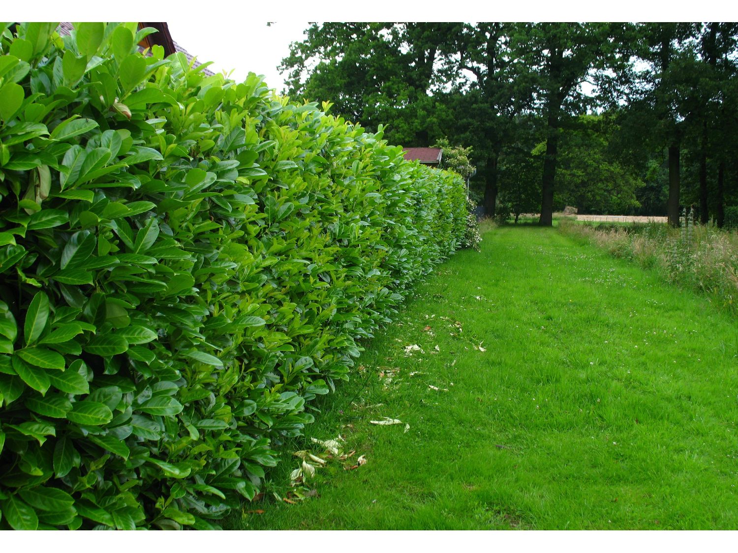 Thumbnail - Kirschlorbeerhecke Novita®, 5 Pflanzen