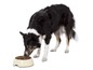 Ein Border Collie frisst aus einem Napf mit Hundefutter.