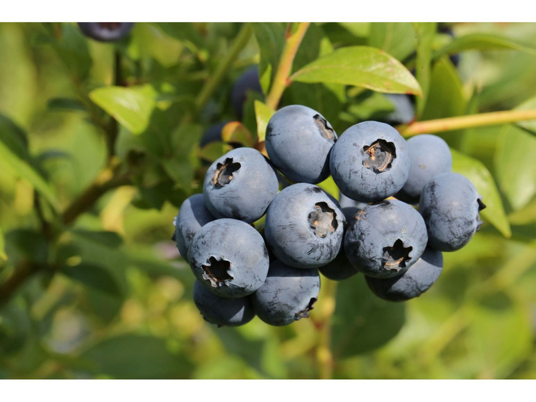 Eine Traube Blaubeeren an einem Strauch.