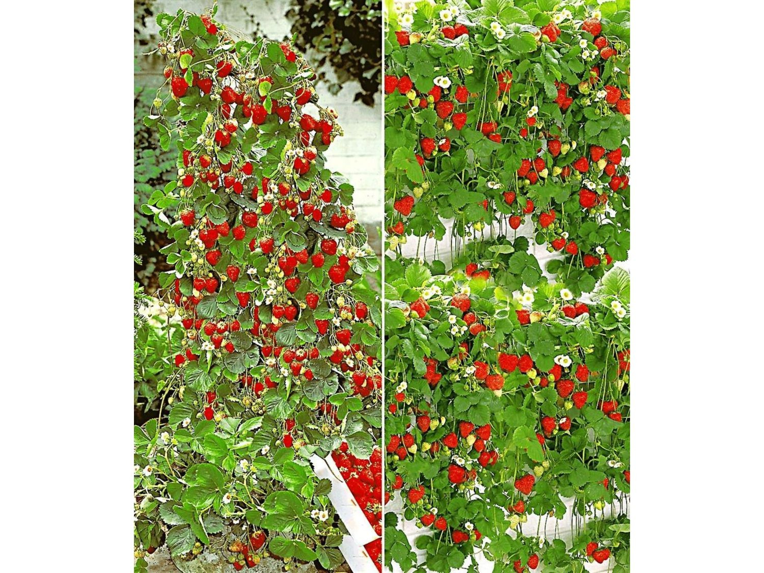 Hummi® Erdbeeren 4 Pflanzen lange Ernte für Beet und Kübel 140 cm - 150 cm Wuchshöhe