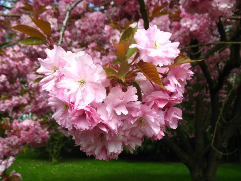 Gehe zu Vollbildansicht: Japanische Blütenkirsche 'Kanzan', rosa blühend, XL Strauch - Bild 5