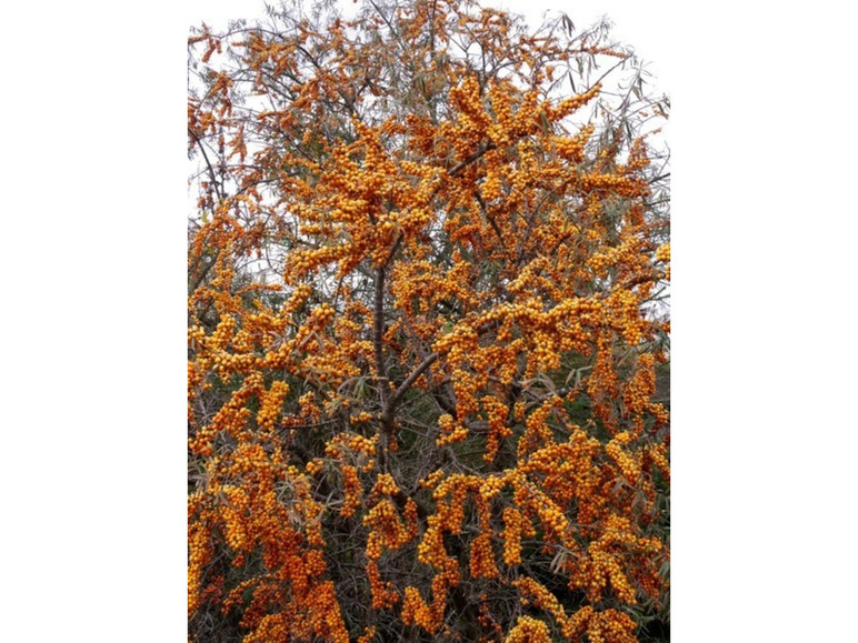 Ein Strauch voller orangefarbener Sanddornbeeren.