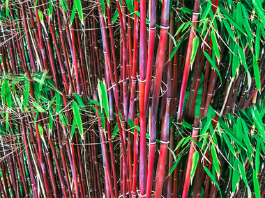 Roter Bambus 'Chinese Wonder', 1 Pflanze