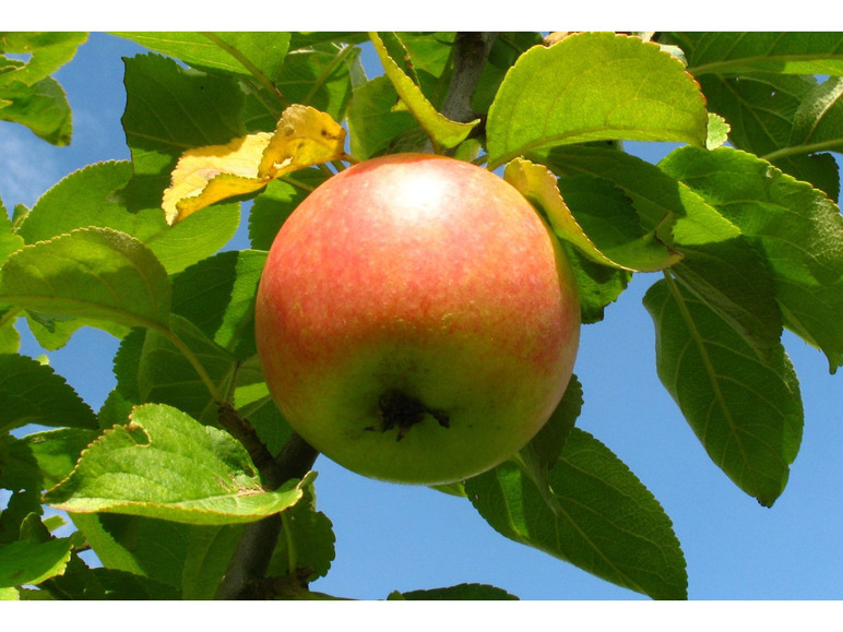 Früchte, »Cox mittelgroße Wuchshöhe, 1,8 Zwergapfelbaum 2 Orange«, süß-aromatisch Meter -