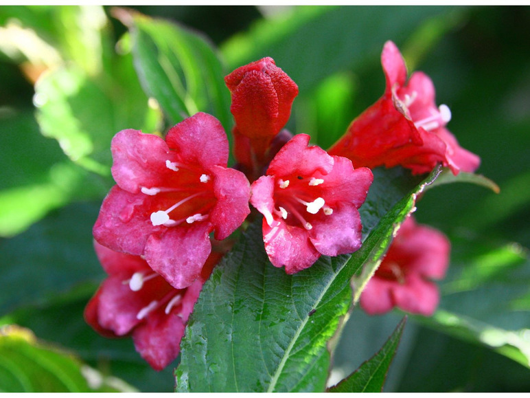 Gehe zu Vollbildansicht: Weigelienhecke 'Bristol Ruby', rot blühend, 5 Pflanzen - Bild 2