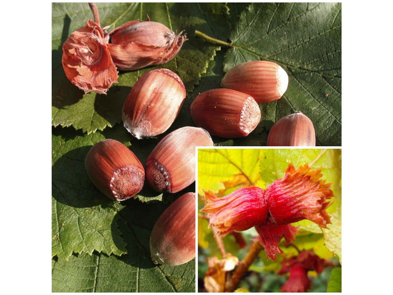 Haselnussbaum »Rote Zellernuss«, mittelgroße Nüsse, mi…