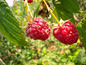 Zwei reife Himbeeren an einem Zweig