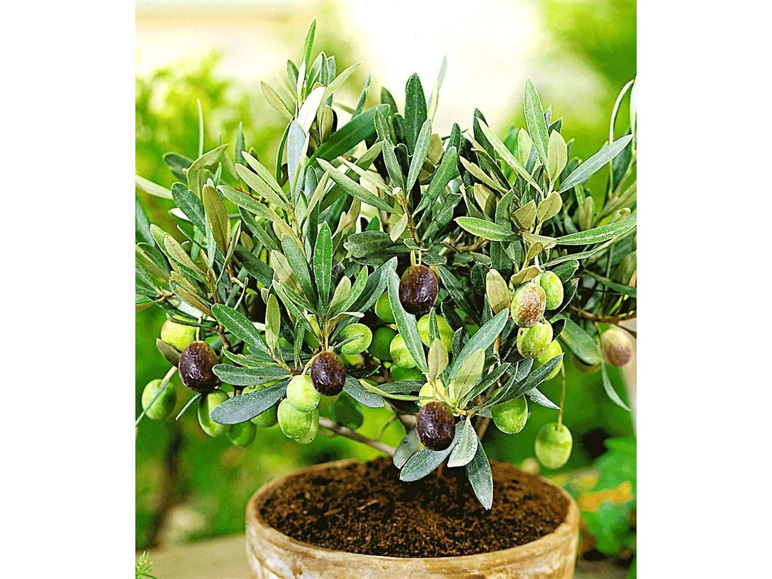 Gehe zu Vollbildansicht: Olive,1 Pflanze Olea europaea Olivenbaum - Bild 1